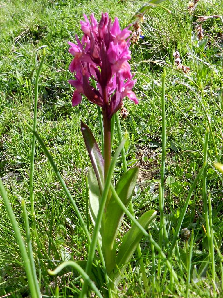 Dactylorhiza sambucina